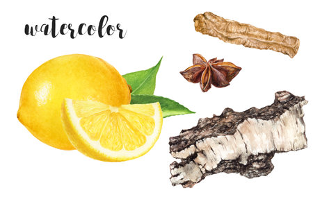 Hand-Painted Watercolor Lemon, Star Anise, Dandelion Root, and Birch Bark Illustration Isolated on Whiteの写真素材