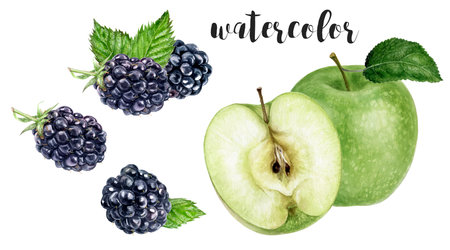 Hand-Painted Watercolor Green Apple and Blackberry Botanical Illustration Isolated on Whiteの写真素材
