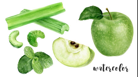 Hand-Painted Watercolor Granny Smith Apple, Celery, and Mint Botanical Illustration Isolated on Whiteの写真素材