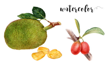 Watercolor Jackfruit and Ximenia Illustration, Exotic Tropical Fruits Collectionの写真素材