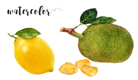 Watercolor Jackfruit and Lemon Illustration, Tropical Fruits Collectionの写真素材