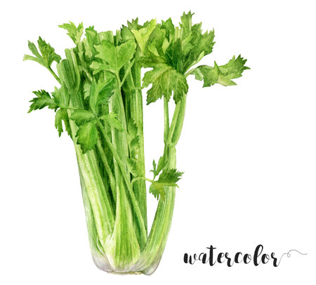 Watercolor Realistic Fresh Celery Bundle Illustration, Fresh Vegetables Collectionの写真素材