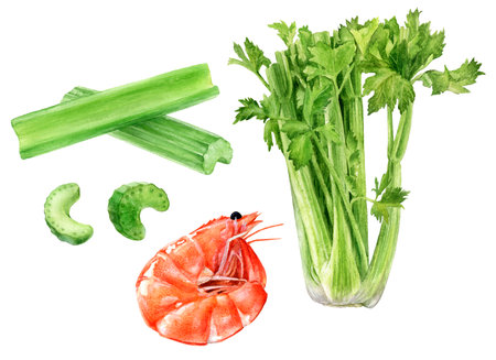 Watercolor Realistic Celery and Shrimp Illustration, Seafood and Vegetables Collectionの写真素材