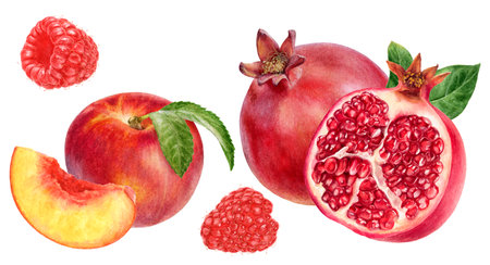 Watercolor Realistic Pomegranate, Nectarine and Raspberry Illustrationの写真素材