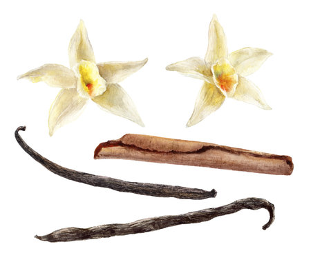 Watercolor Realistic Vanilla Flowers, Cinnamon Sticks and Pods Illustration on Whiteの写真素材