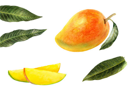 Watercolor collection of mango fruits isolated on white backgroundの写真素材