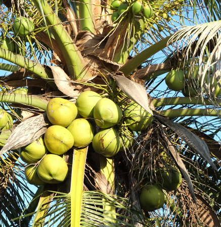 Close up of coconut palm treeの写真素材