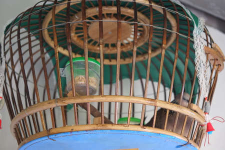 Bird in cageの写真素材
