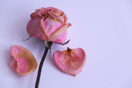Roses wilt pinkの写真素材