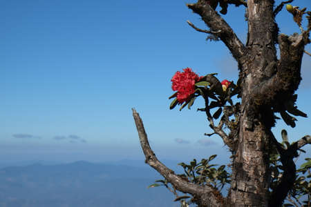 Red rhododendron on a mountain backgroundの写真素材