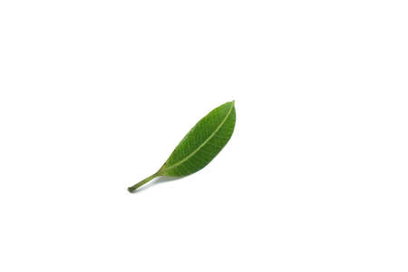 mango leaf on isolate white backgroundの写真素材
