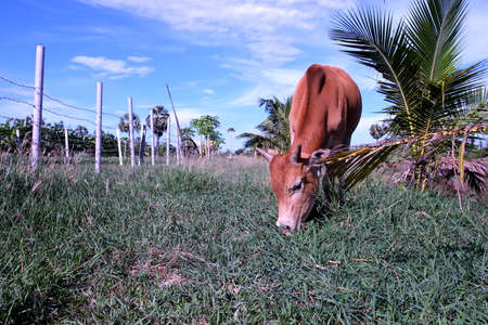 Red cow is eating grass on a field.の写真素材
