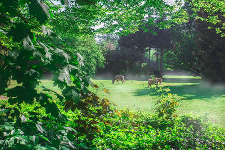 Green forest with cute litttle horses in a meadow on a sunny dayの写真素材