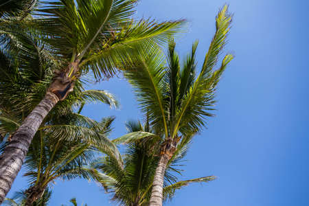 Palmtrees in the blue summer sky in a tropical country