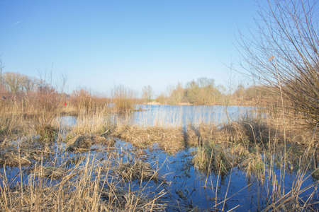 Dutch nature reserve with a large tree with bare branches and yellow reeds along the waterfront. A...