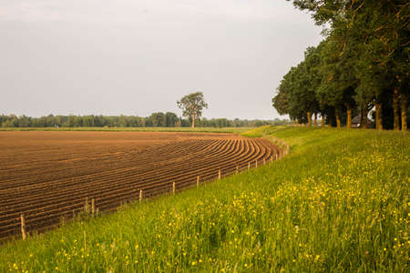 Meadow Farm golden morning Netherlands