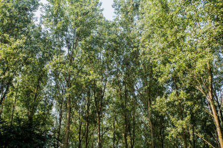 open view of the sky through green trees. sun light day time. town park sky viewの写真素材