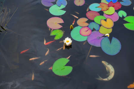Lotus or rainbow colors Water lily flower and gold fish in the waterの写真素材