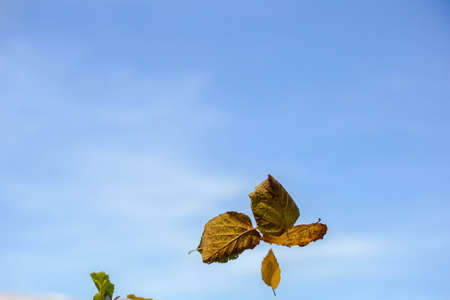 Autumn leaf nature background. Yellow leaves over blue sky