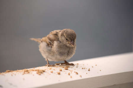 Little cute bird eating crumbs on wooden shelve, wildlifeの写真素材