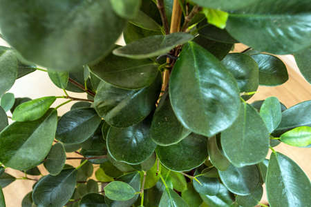 close-up of Green leaf pattern, house plant modern designの写真素材