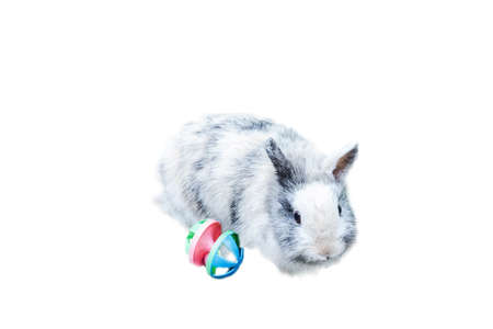 white,grey bunny rabbit portrait looking frontwise to viewer on white background with toy isolatedの写真素材