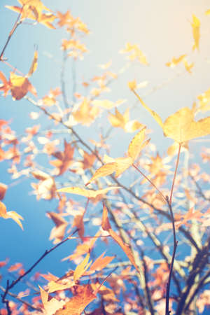 Colorful leaves on tree with cloudy blue sky in background, autumn season background texture