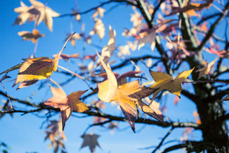 Colorful leaves on tree with cloudy blue sky in background, autumn season background texture