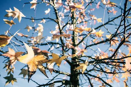 Colorful leaves on tree with cloudy blue sky in background, autumn season background texture
