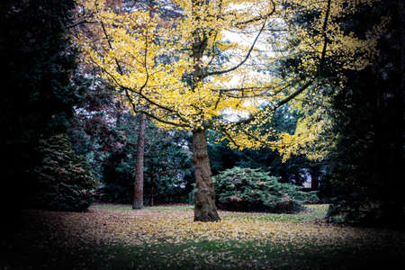 beautiful yellow tree among the other colored trees in a colorful parkの写真素材