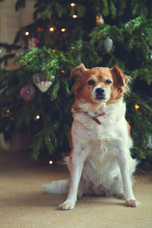 Happy New Year, Christmas, holidays and celebration,Cute dog pet in the room the Christmas treeの写真素材
