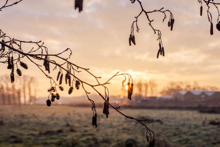 Vintage frame from trees at sunset landscape colorful backgroundの写真素材