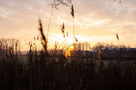 Selective soft focus dry grass, reeds, stalks blowing in the wind at golden sunset light,...