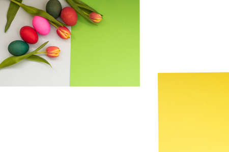 Painted easter eggs spring tulips closeup on a isolated background with space for congratulation