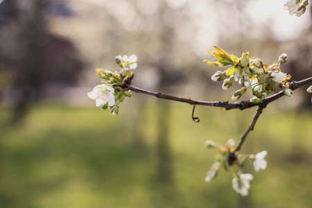 Close up of the spring cherry flowers, tree in the springの写真素材