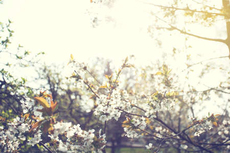 Close up of the spring cherry flowers, tree in the spring