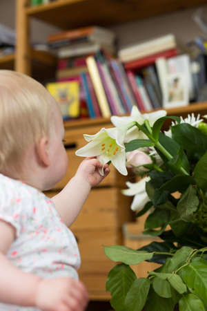 cute baby girl inspecting a white flowerの写真素材