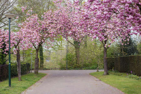 Cherry Trees in pink Blossom in a beautiful cozy street