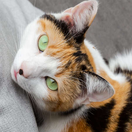 Cat lying on the sofa beautiful green eyes, pets portrait close-up beauty