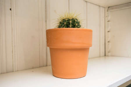 Cactus plant in pot. Potted cactus house plant on white shelf, wooden background, textureの写真素材