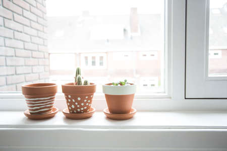 Room flowers on the windowsill. Cactuses in cozy pots on the windowsill.の写真素材