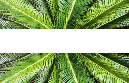 abstract green leaf texture, nature background, tropical jungle leaf, green leaf with space for text...