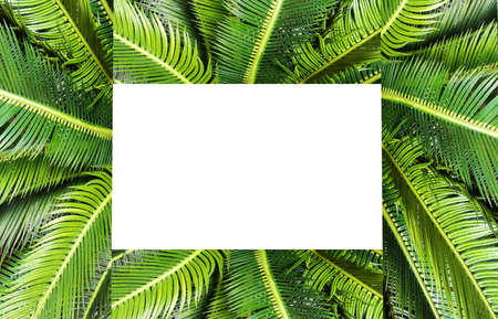 abstract green leaf texture, nature background, tropical jungle leaf, green leaf with space for text background textureの写真素材