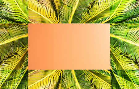 abstract green leaf texture, nature background, tropical jungle leaf, green leaf with space for text background textureの写真素材
