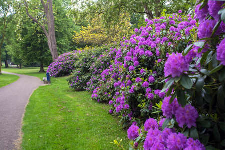 beautiful spring green park with many purple flowers along walk pathの写真素材