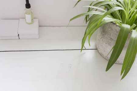 Light wooden texture table with green houseplant top viewの写真素材