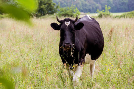 Cows grazing in a field, green meadow in the summerの写真素材