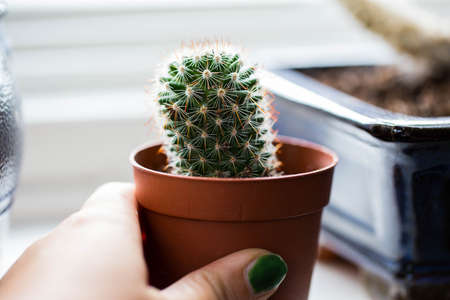 Green cactus, succulents on the windowsill with light soft background. Spring or summer greeting card. Home plants on the windowsillの写真素材