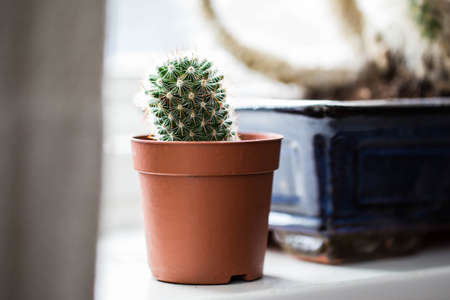 Green cactus, succulents on the windowsill with light soft background. Spring or summer greeting card. Home plants on the windowsillの写真素材
