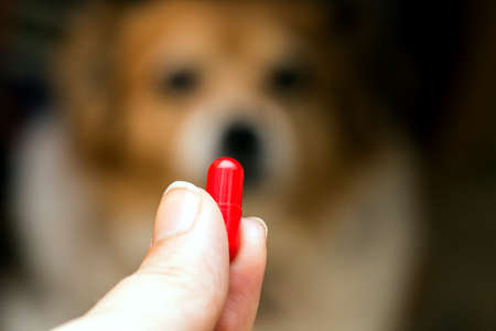woman hand holding pills and close-up medicine and medications that are important in pug dogs. blurred background . ideas, concepts, Some dog breeds do not like to take medicine when sickの写真素材